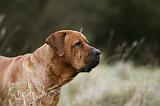 TOSA INU 505